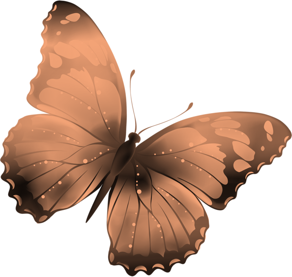 butterfly