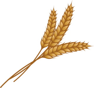 wheat
